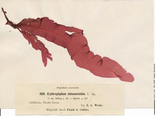 Erythrophyllum delesserioides_606.jpg